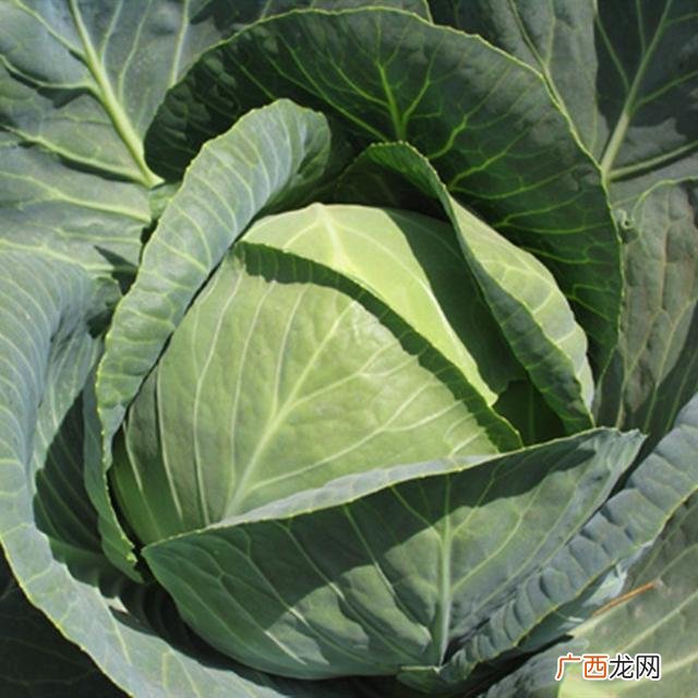 六七月份适合种植什么农作物,7月份种植什么农作物最合适 -