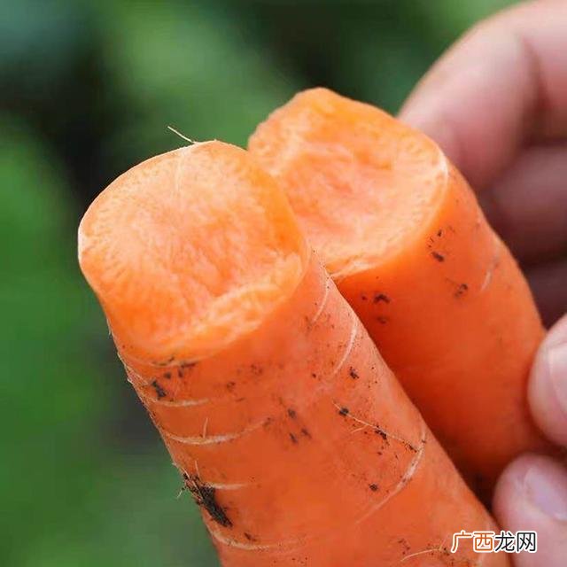 六七月份适合种植什么农作物,7月份种植什么农作物最合适 -