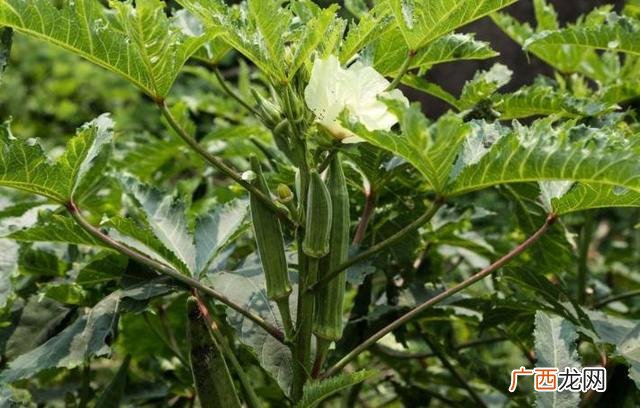 种植致富20个好项目 寻农业项目合作