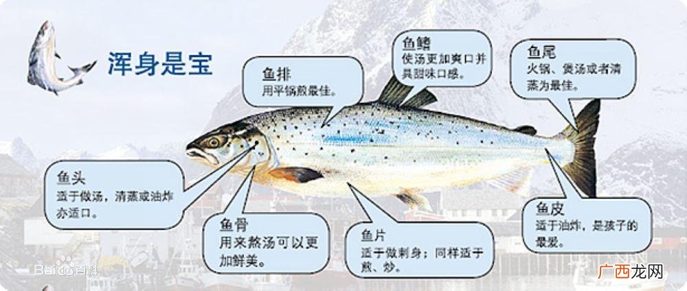 山东三文鱼养殖基地在哪 国内养殖三文鱼哪里好