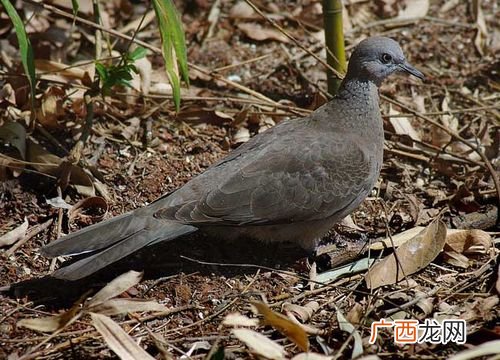 斑鸠养殖基地在什么地方 河南有养殖斑鸠基地吗
