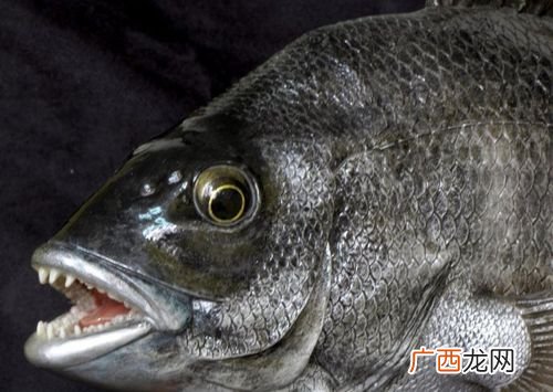 血有点稠和黑是什么原因 黑稠鱼养殖技术