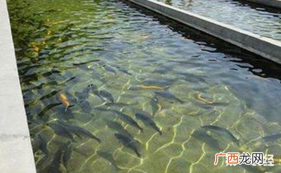 山东三文鱼养殖基地 湖北三文鱼养殖基地