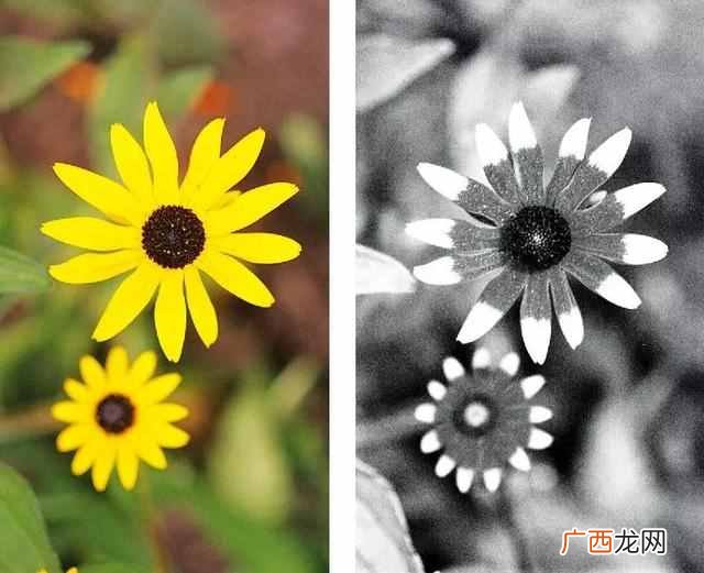 三原色是什么原理 三原色是什么颜色