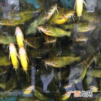 黄骨鱼一亩养多少尾苗 黄骨鱼养殖环境