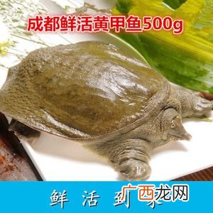 甲鱼养殖场地要求 黄甲鱼养殖要求