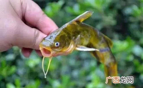 黄粉虫怎么繁殖 黄了丁养殖