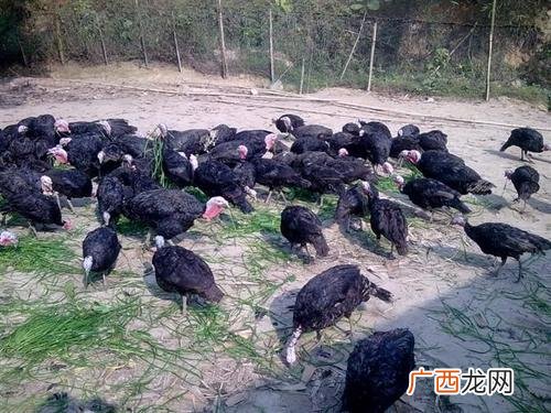火鸡适合北方养殖吗 火鸡养殖群