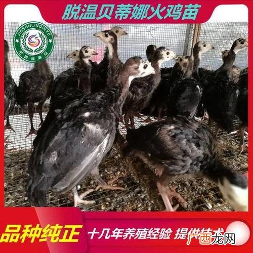 火鸡适合北方养殖吗 火鸡养殖群