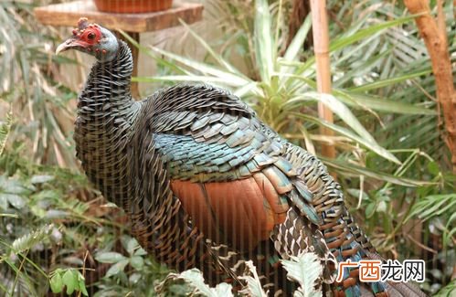 火鸡适合北方养殖吗 火鸡养殖群