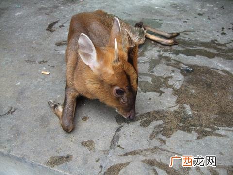 麂子养殖合法吗 麂可以人工养殖吗