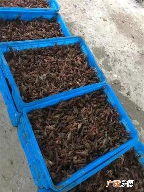 广东省小龙虾养殖基地 济宁小龙虾养殖基地