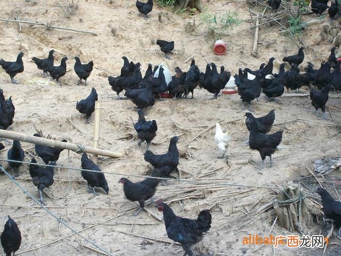 乌鸡养殖加盟 江西黑乌鸡养殖视频