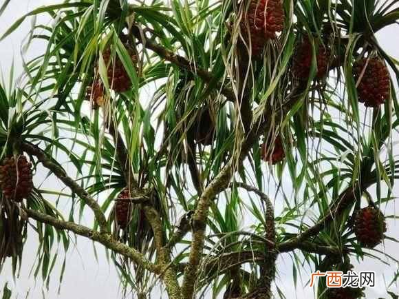 菠萝是怎么长的（菠萝是怎么从土里长出来的？