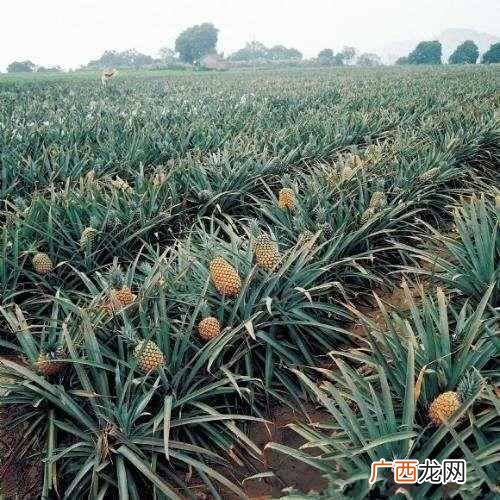 菠萝是怎么长的（菠萝是怎么从土里长出来的？