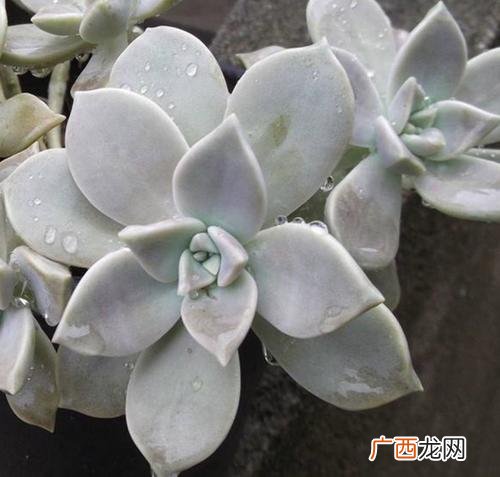 丸叶锦晃星的养殖方法 锦司晃的养殖方法