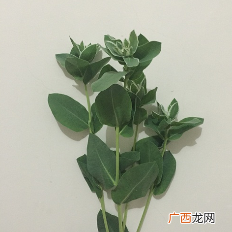 丸叶锦晃星的养殖方法 锦司晃的养殖方法