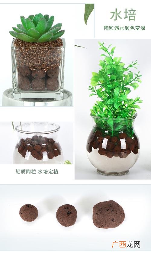 丸叶锦晃星的养殖方法 锦司晃的养殖方法