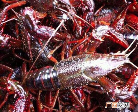 小龙虾养殖场 荆门小龙虾养殖