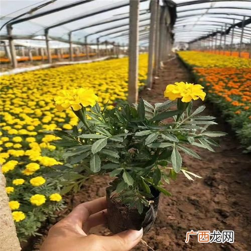 孔雀草可以在室内养吗 孔雀草养殖