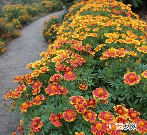 孔雀草可以在室内养吗 孔雀草养殖