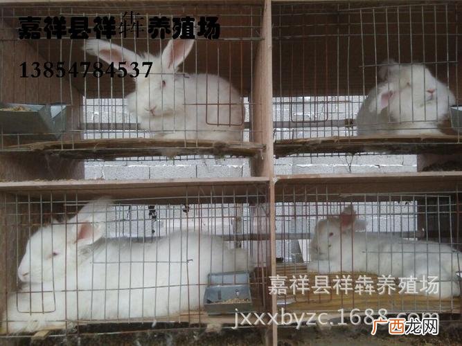 临沂大型懒兔养殖基地 懒兔养殖技术