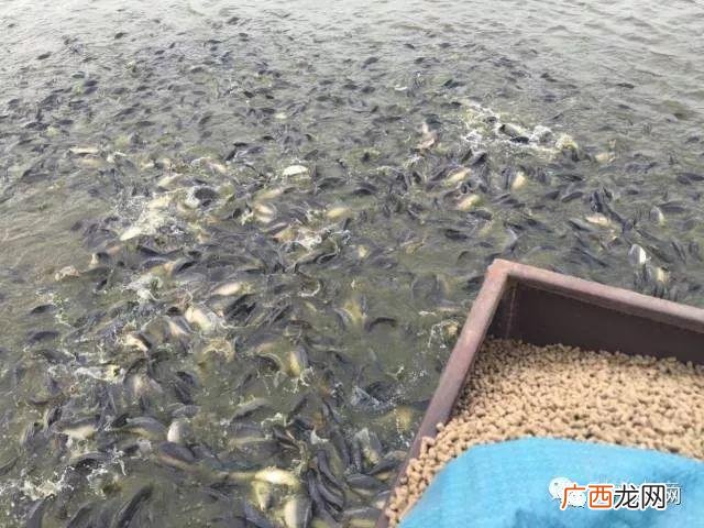 鲤鱼怎么养殖 鲤鱼每斤的养殖成本