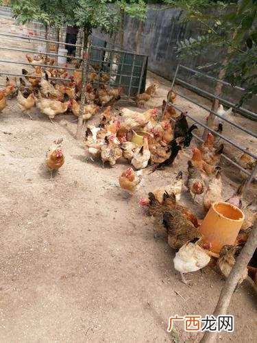 蜜蜂怎么养殖技术 林射养殖技术