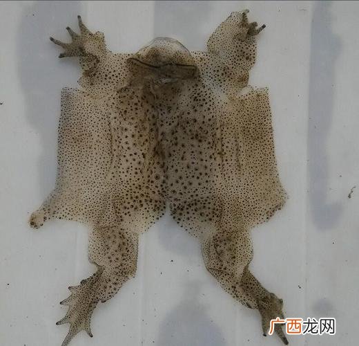 南澳生蚝养殖基地 龙头阁两栖养殖场