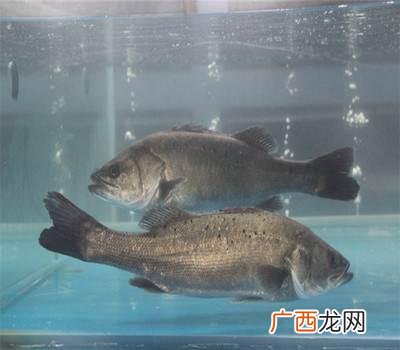 人工养殖大雁 鲈鱼是人工养殖的吗