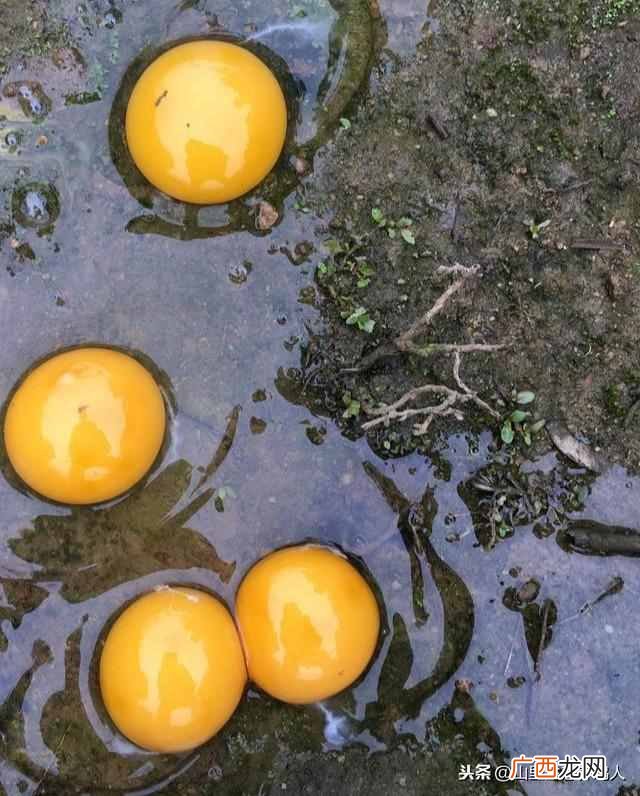 怎么辨别假鸡蛋是不是土鸡蛋（只需要这一招就