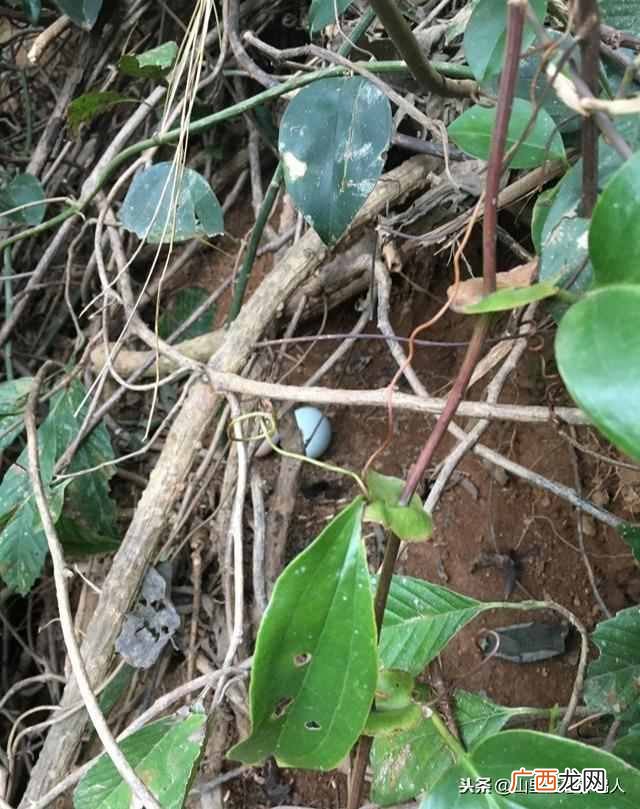 怎么辨别假鸡蛋是不是土鸡蛋（只需要这一招就