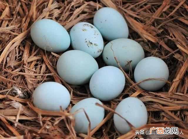 怎么辨别假鸡蛋是不是土鸡蛋（只需要这一招就