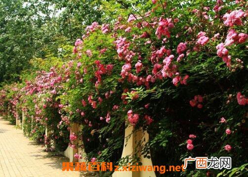 蔷薇花图片和养殖技巧 蔷薇花什么时候种植