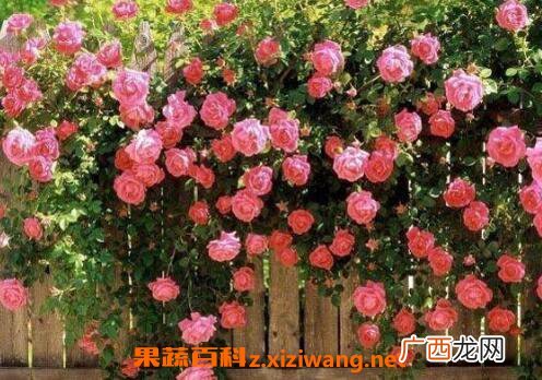 蔷薇花图片和养殖技巧 蔷薇花什么时候种植