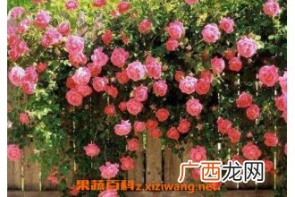 蔷薇花图片和养殖技巧 蔷薇花什么时候种植
