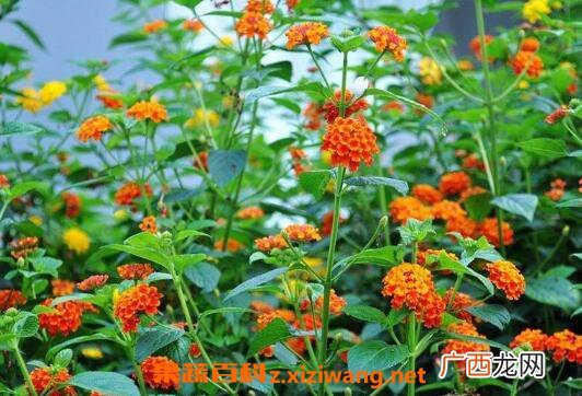 狗屎花的功效与作用 狗屎花的副作用