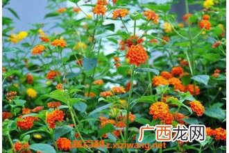 狗屎花的功效与作用 狗屎花的副作用