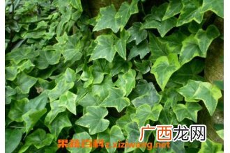 常春藤怎么养 常春藤的养殖方法和技巧