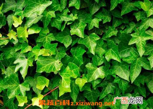 常春藤怎么养 常春藤的养殖方法和技巧