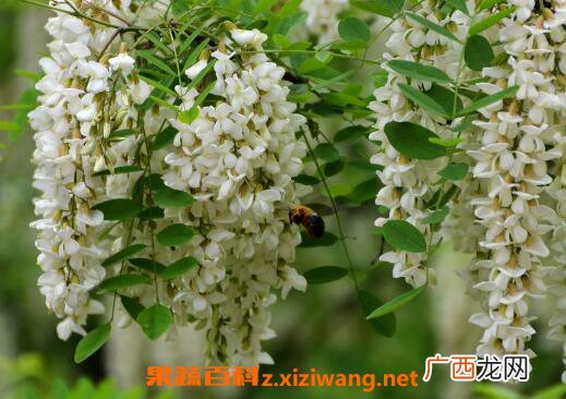 槐花的功效与作用 槐花的吃法