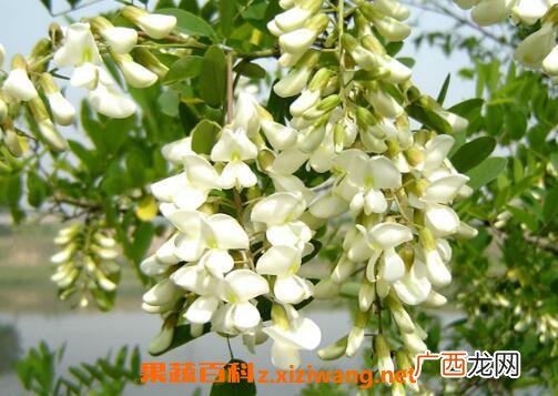 槐花的功效与作用 槐花的吃法