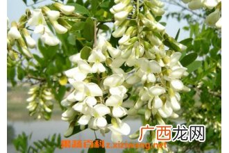 槐花的功效与作用 槐花的吃法