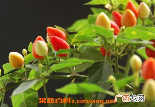 五彩椒什么时候播种 五彩椒的种植方法