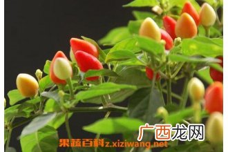 五彩椒什么时候播种 五彩椒的种植方法
