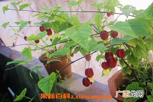 蔓性风铃花有没有毒 蔓性风铃花怎么搭架