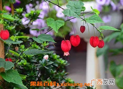 蔓性风铃花有没有毒 蔓性风铃花怎么搭架
