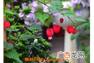 蔓性风铃花有没有毒 蔓性风铃花怎么搭架