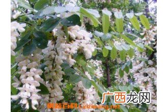 槐树花的功效与作用