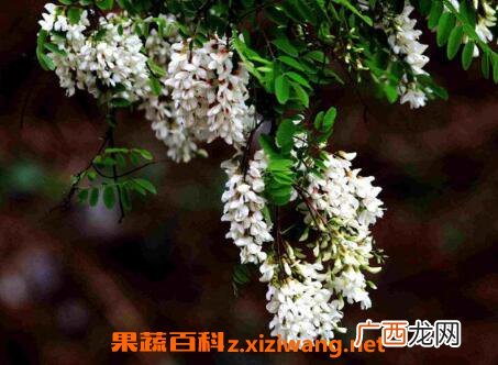 槐树花的功效与作用